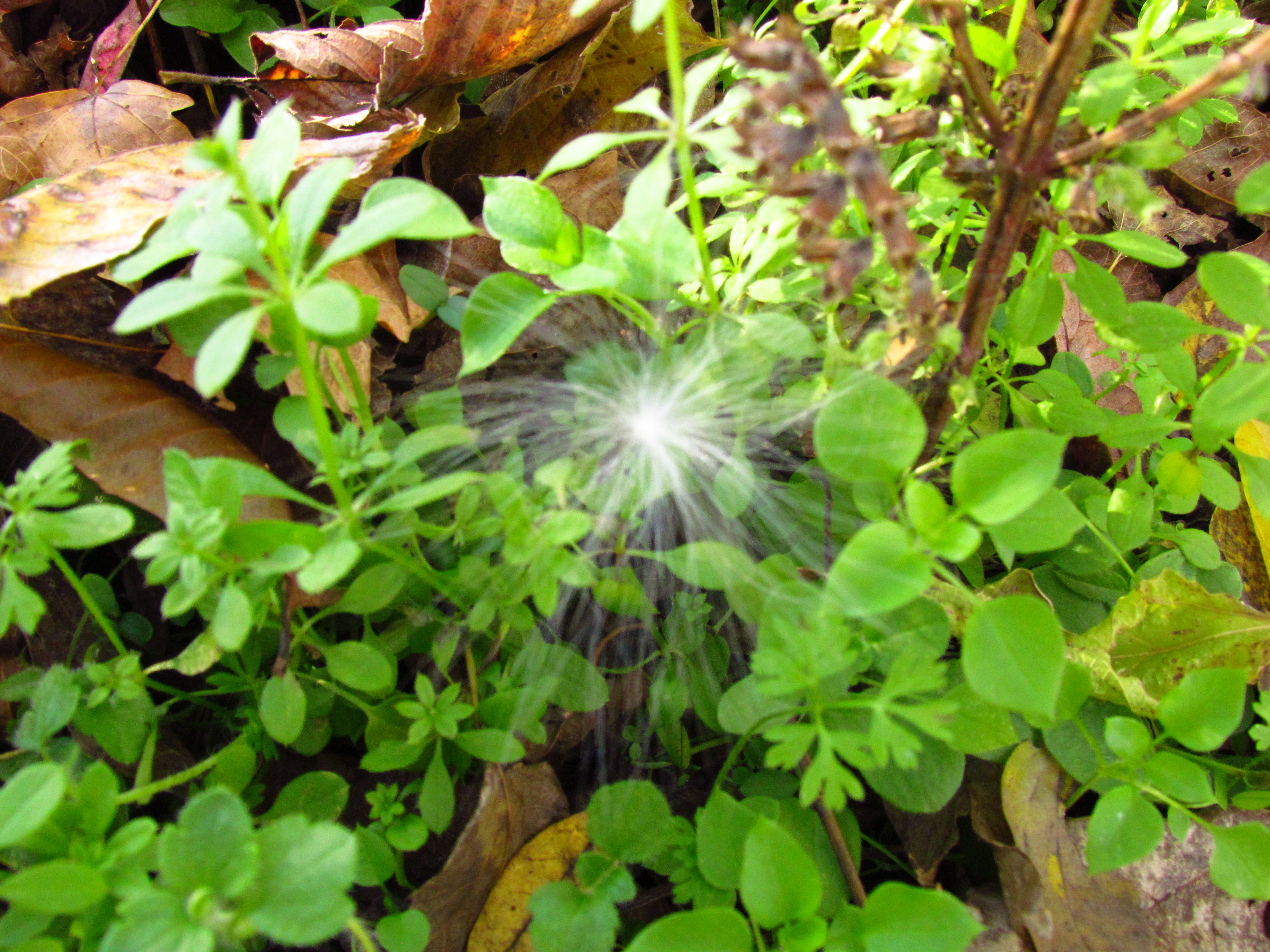 Chickweed & Milkweed Seed - Photography of Saleena  Kí