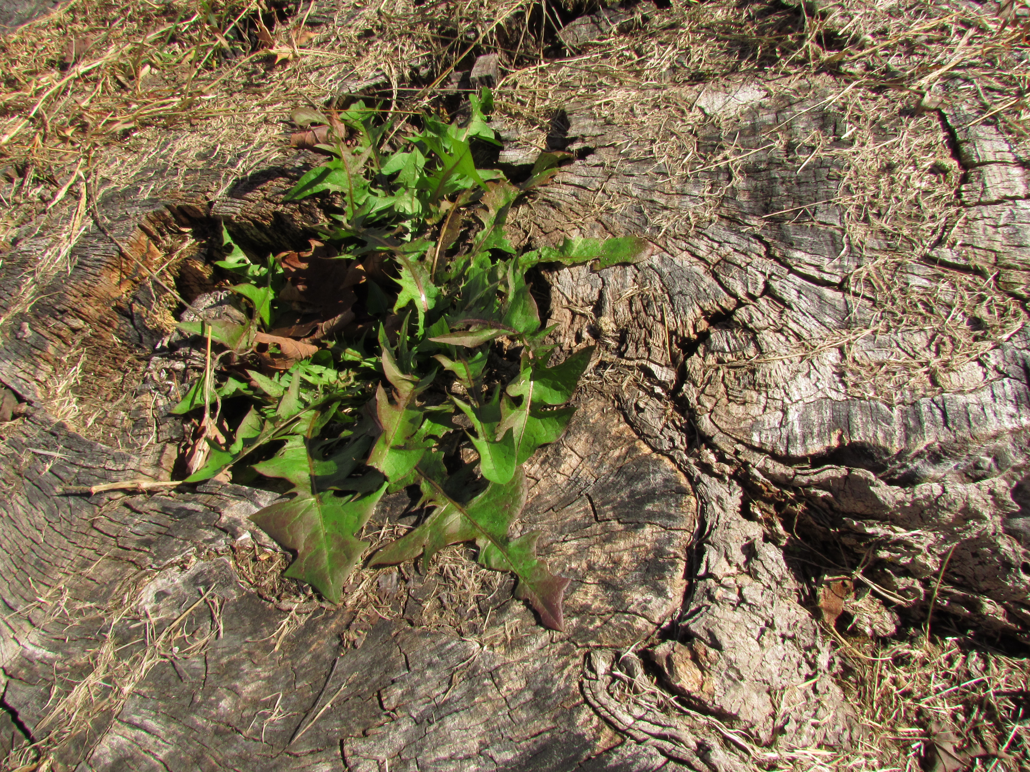 Dandelion Greens