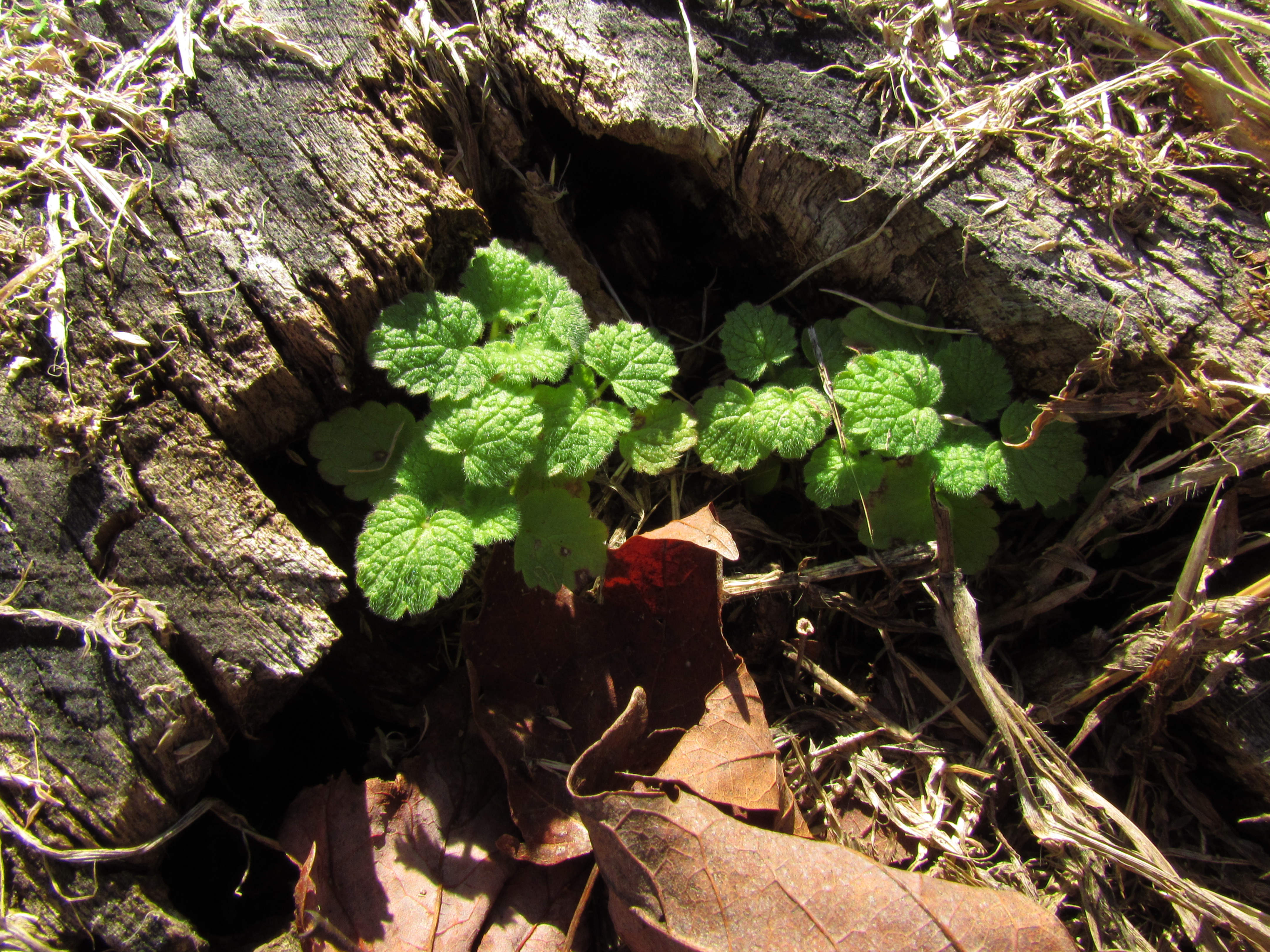 Henbit