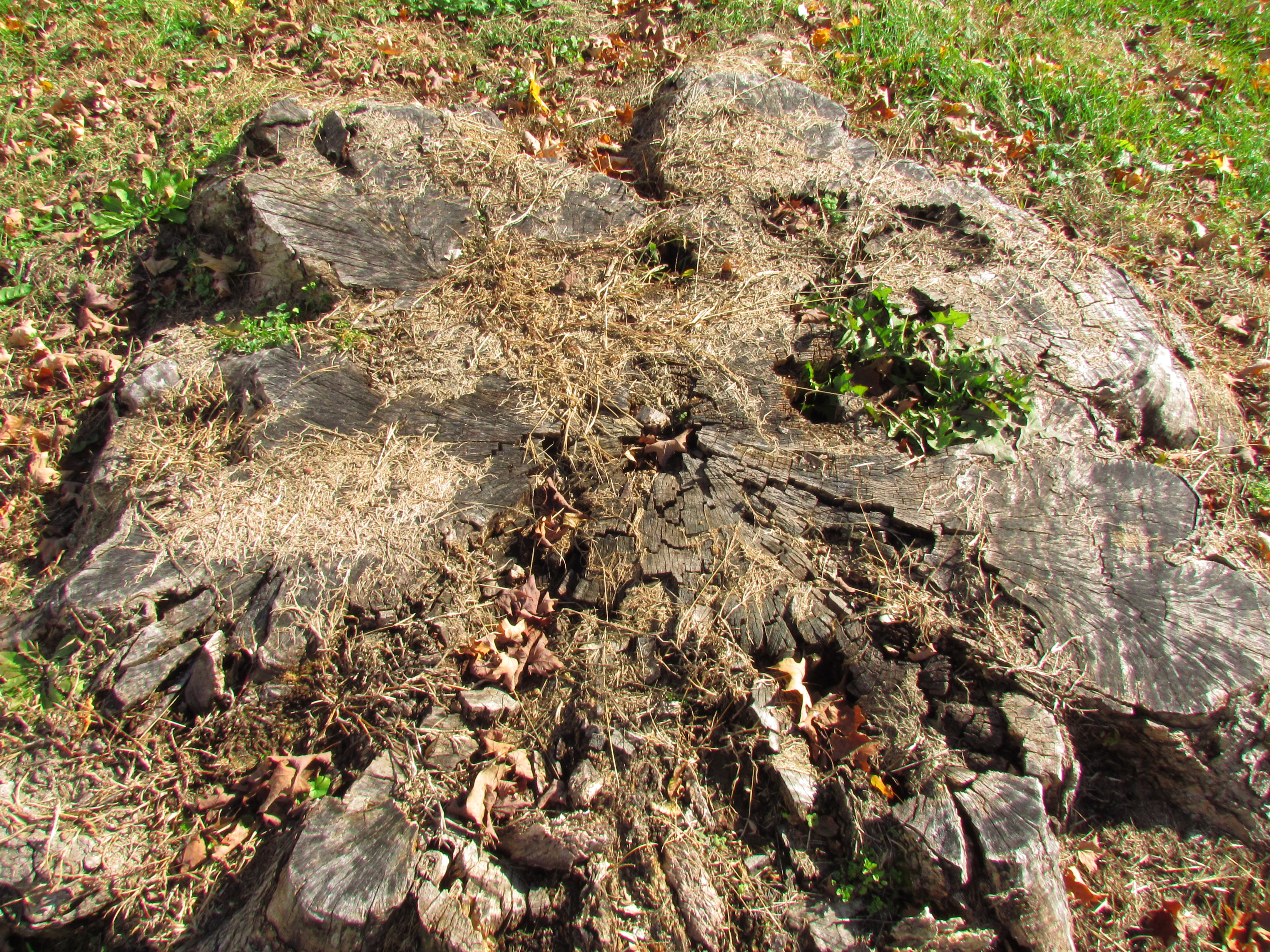 Huge Old Tree Trunk in Front Yard