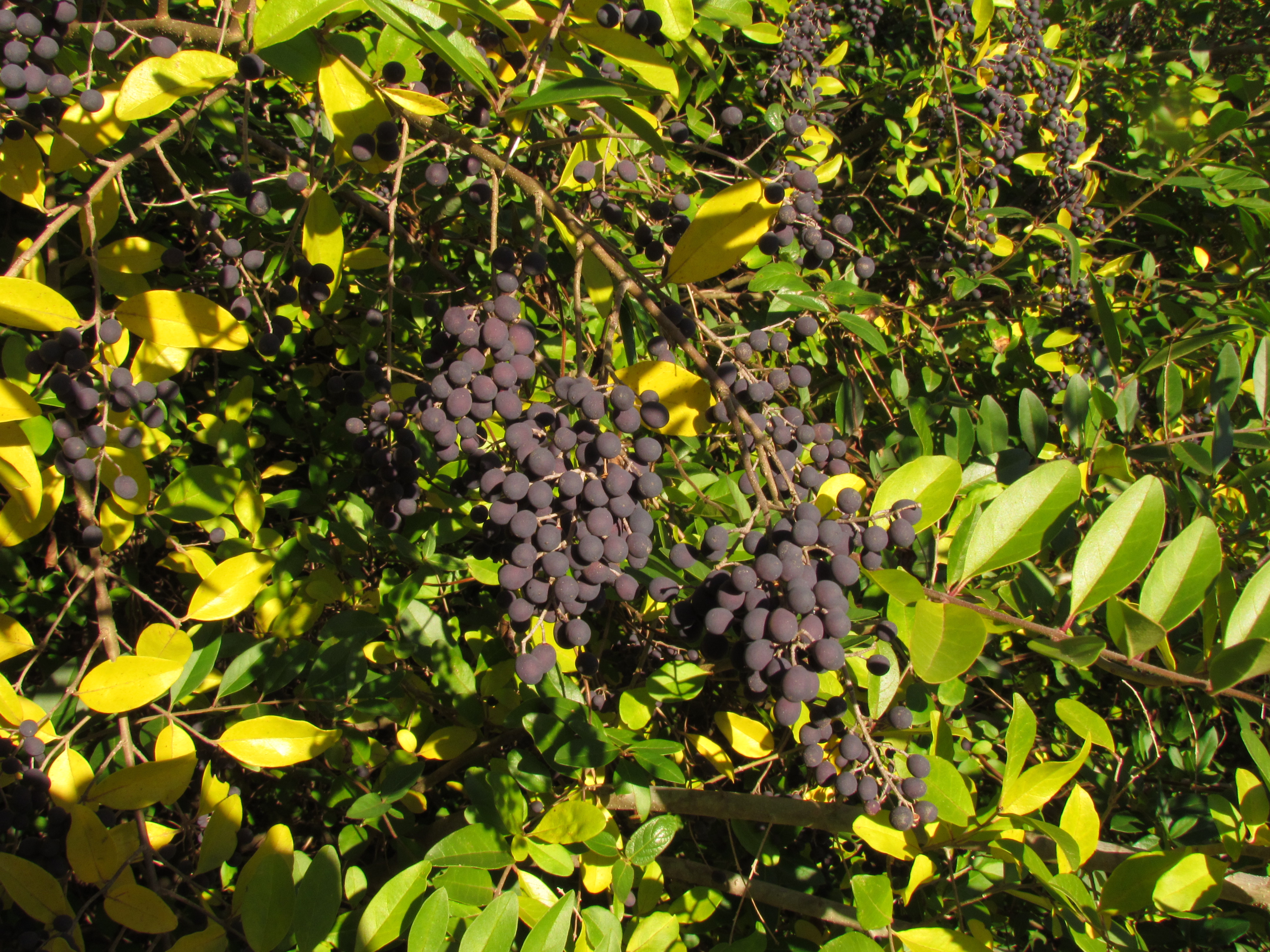 Lagustrum Berries aka Privet