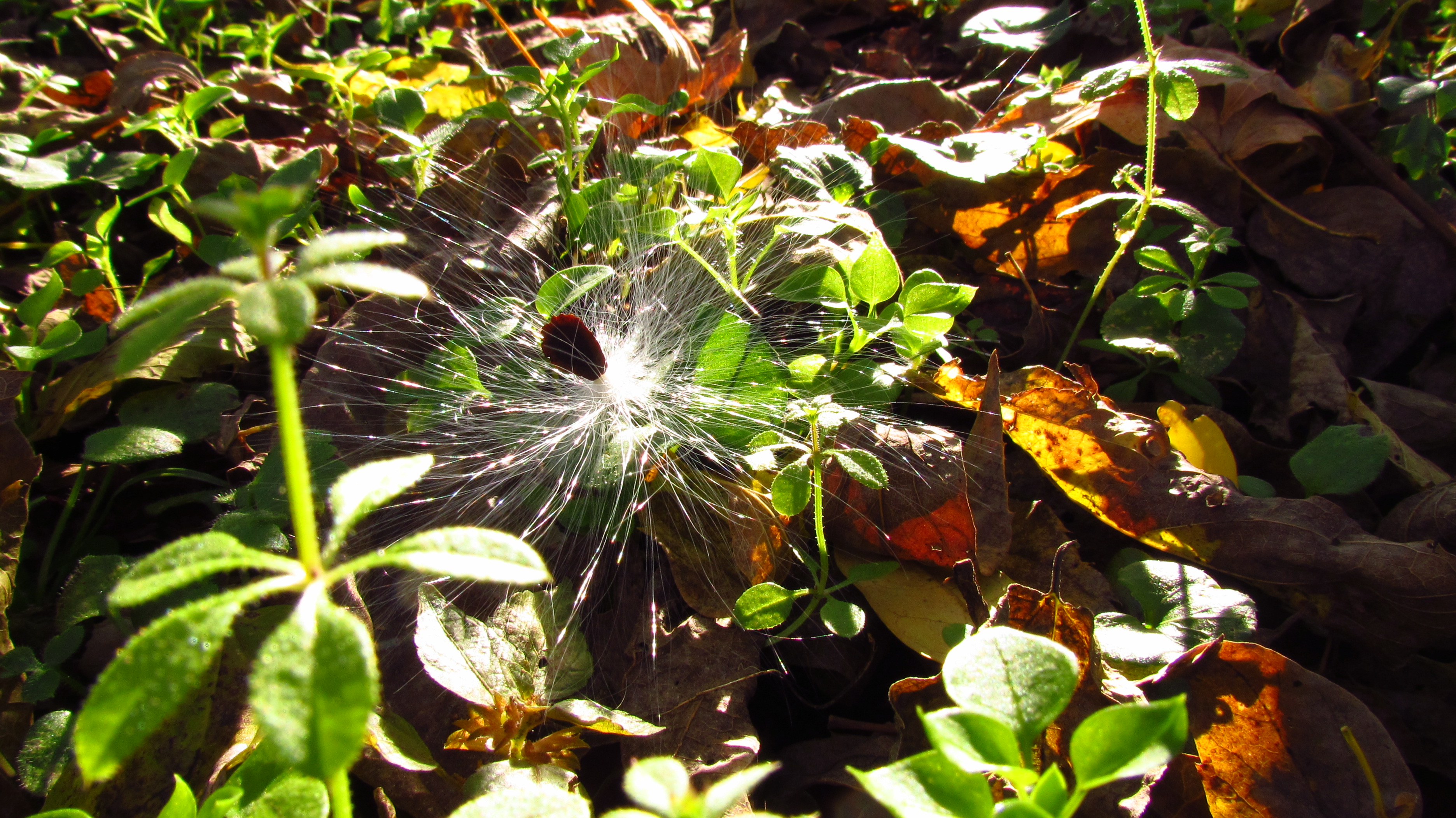 Milk Weed Seed