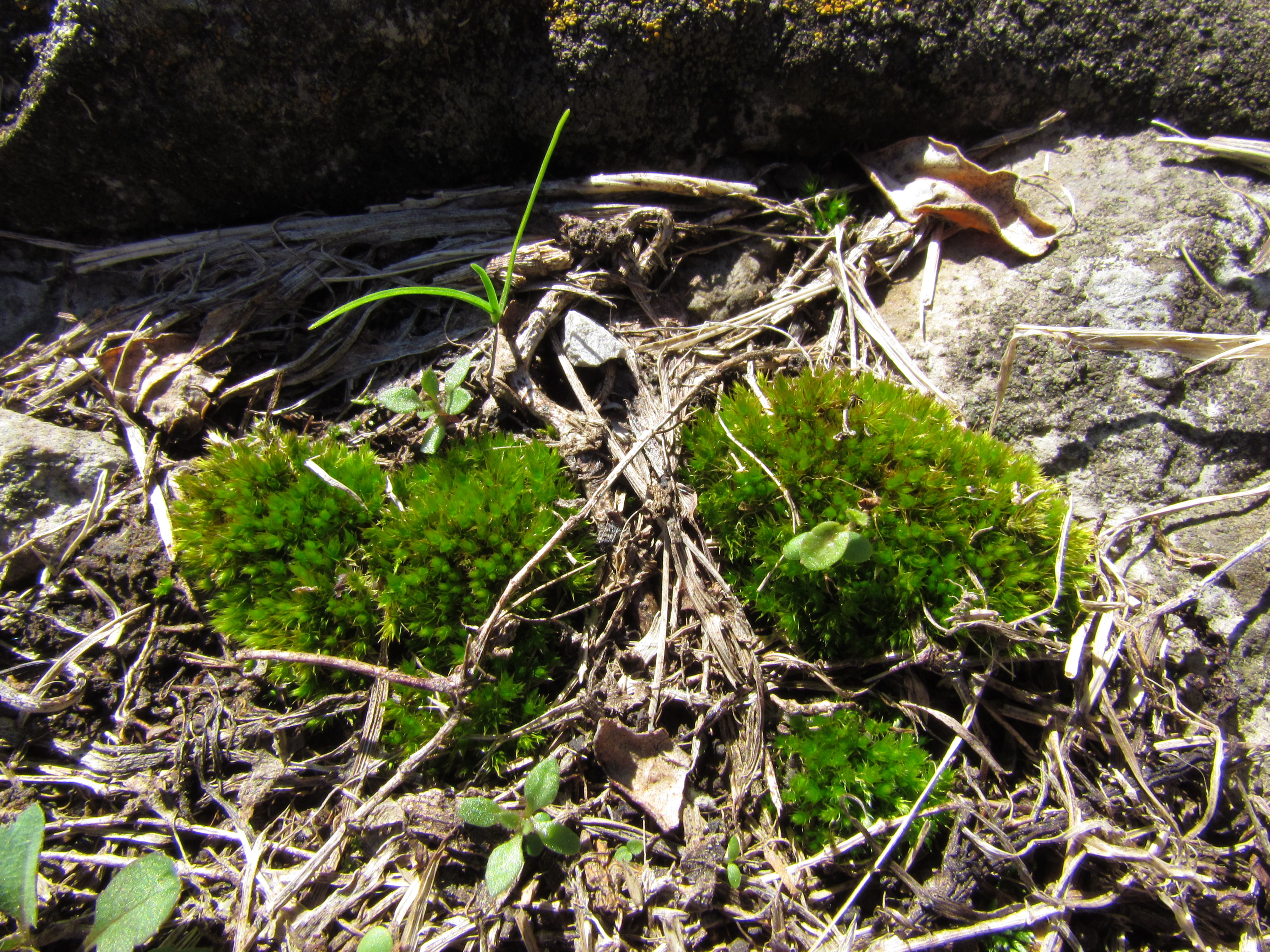 Moss, Stone, Twigs & Grass