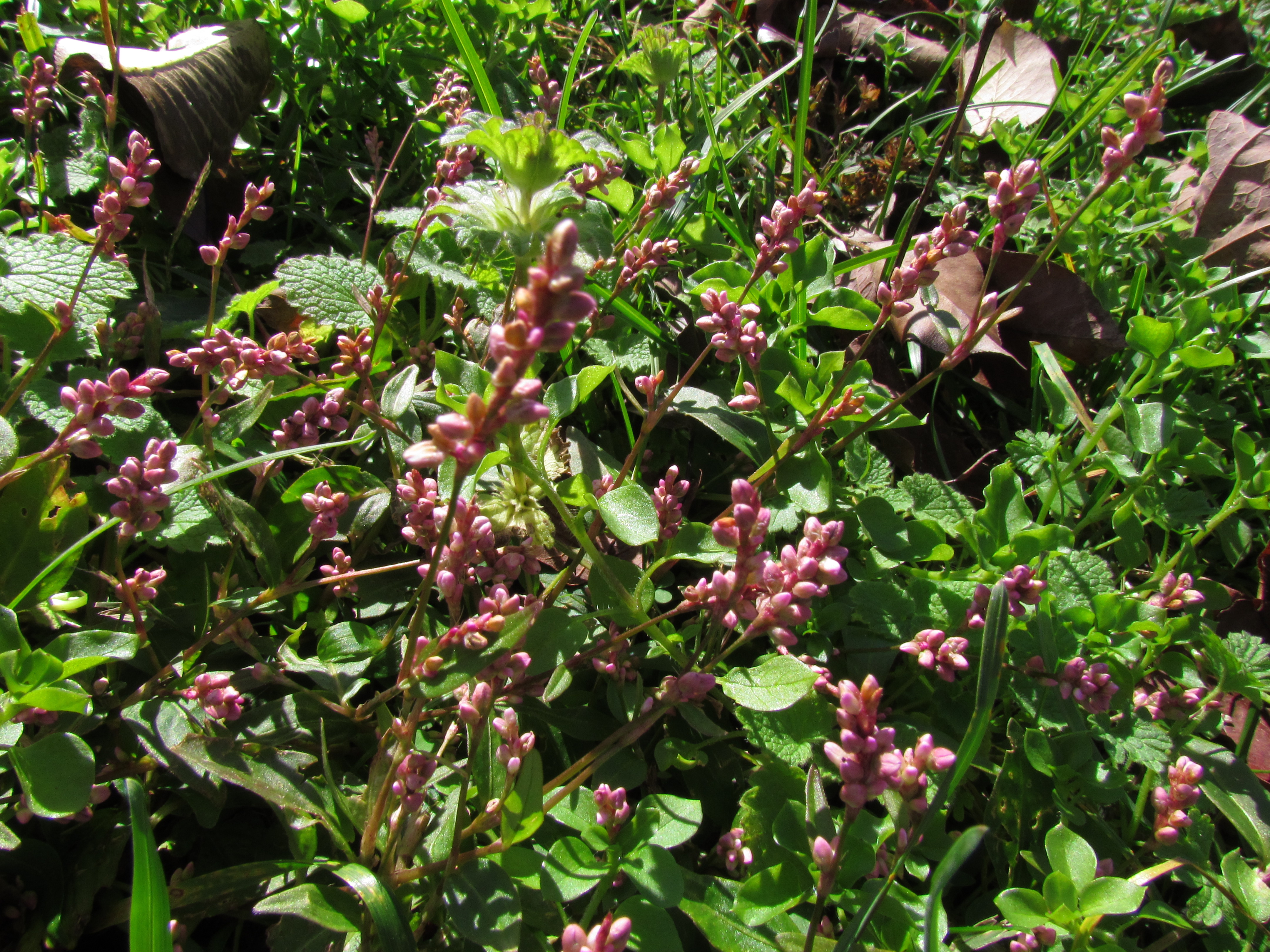 Red-Pink Flowers