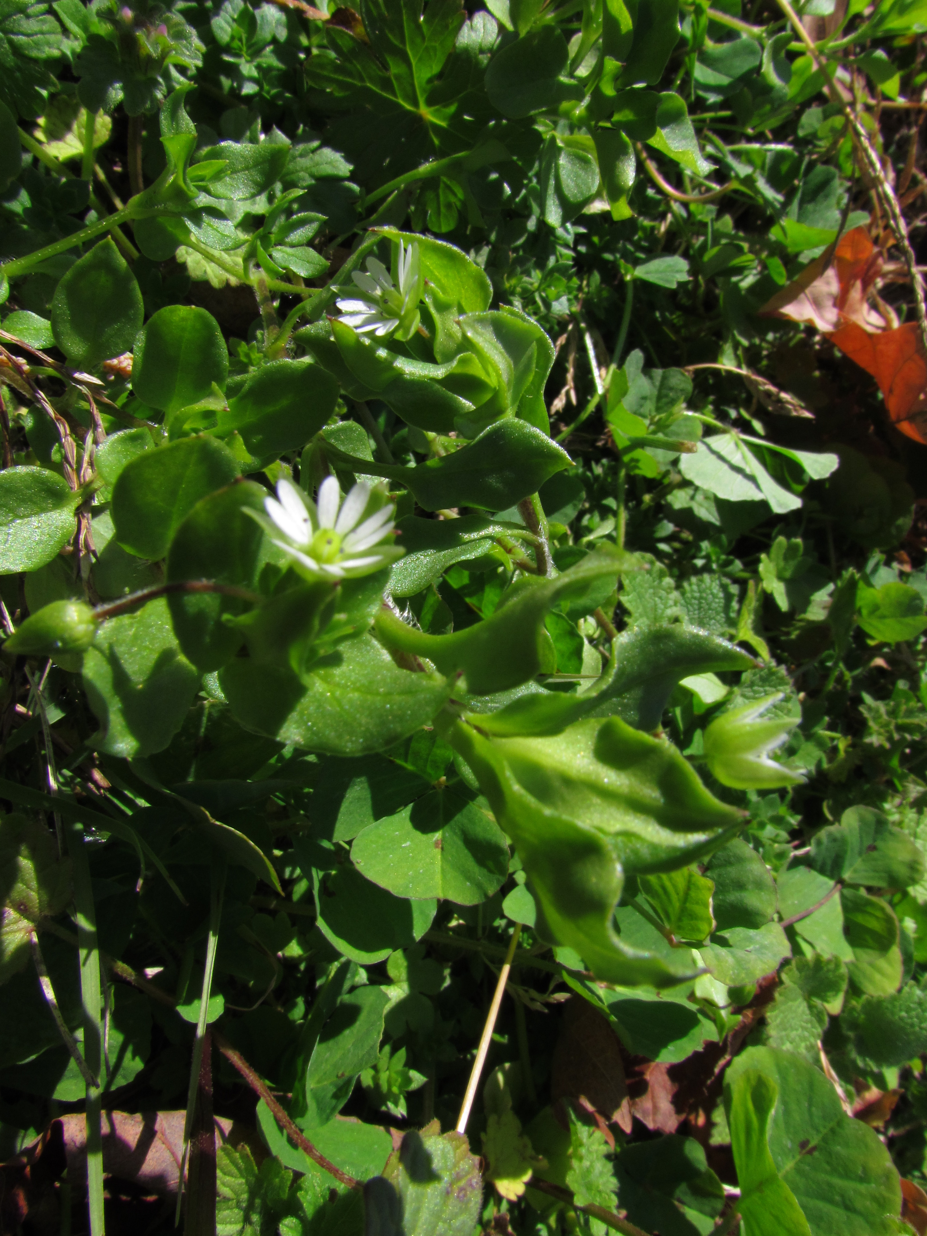 Unknown Plant with White Flower