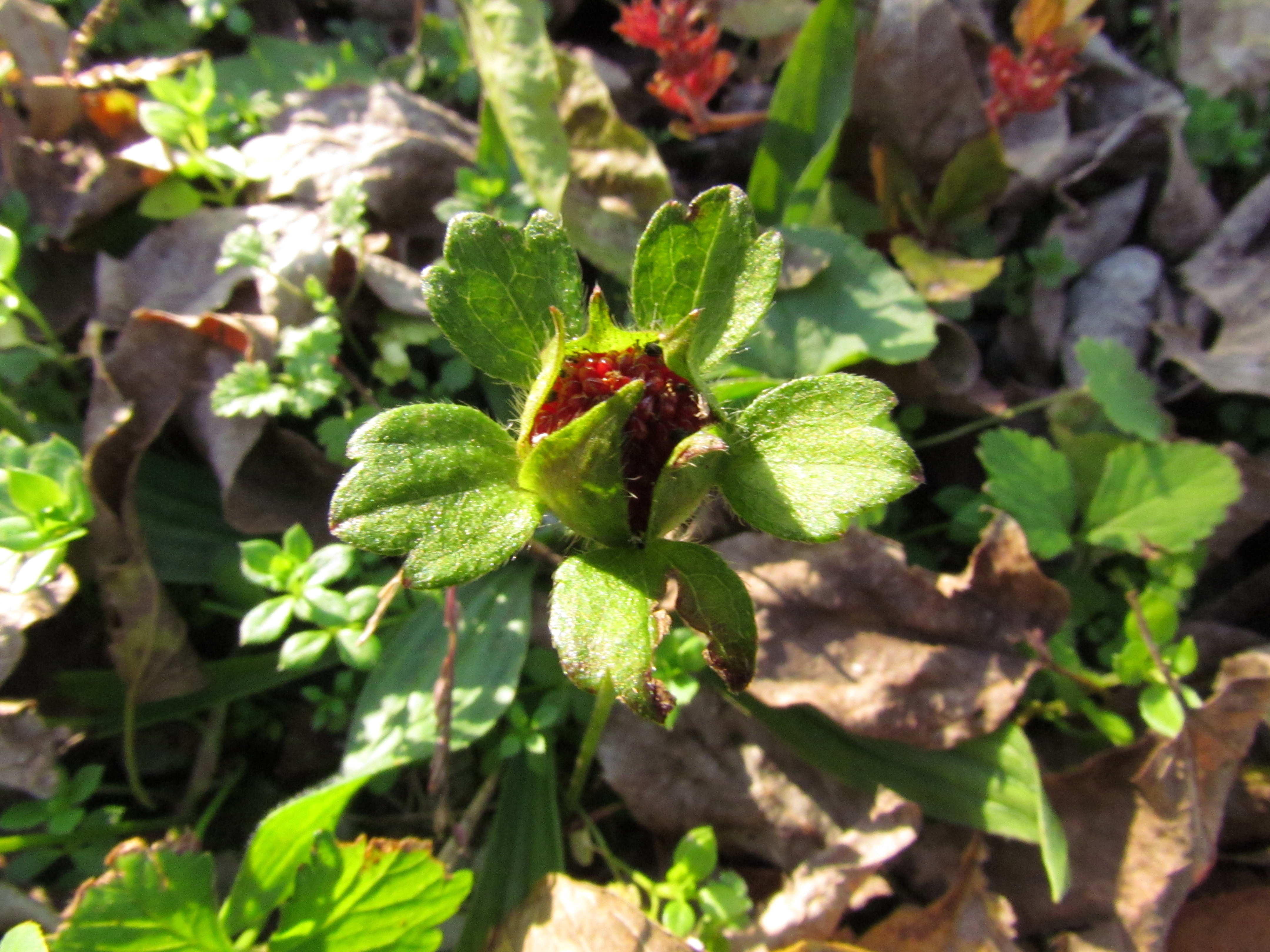 Wild Strawberry