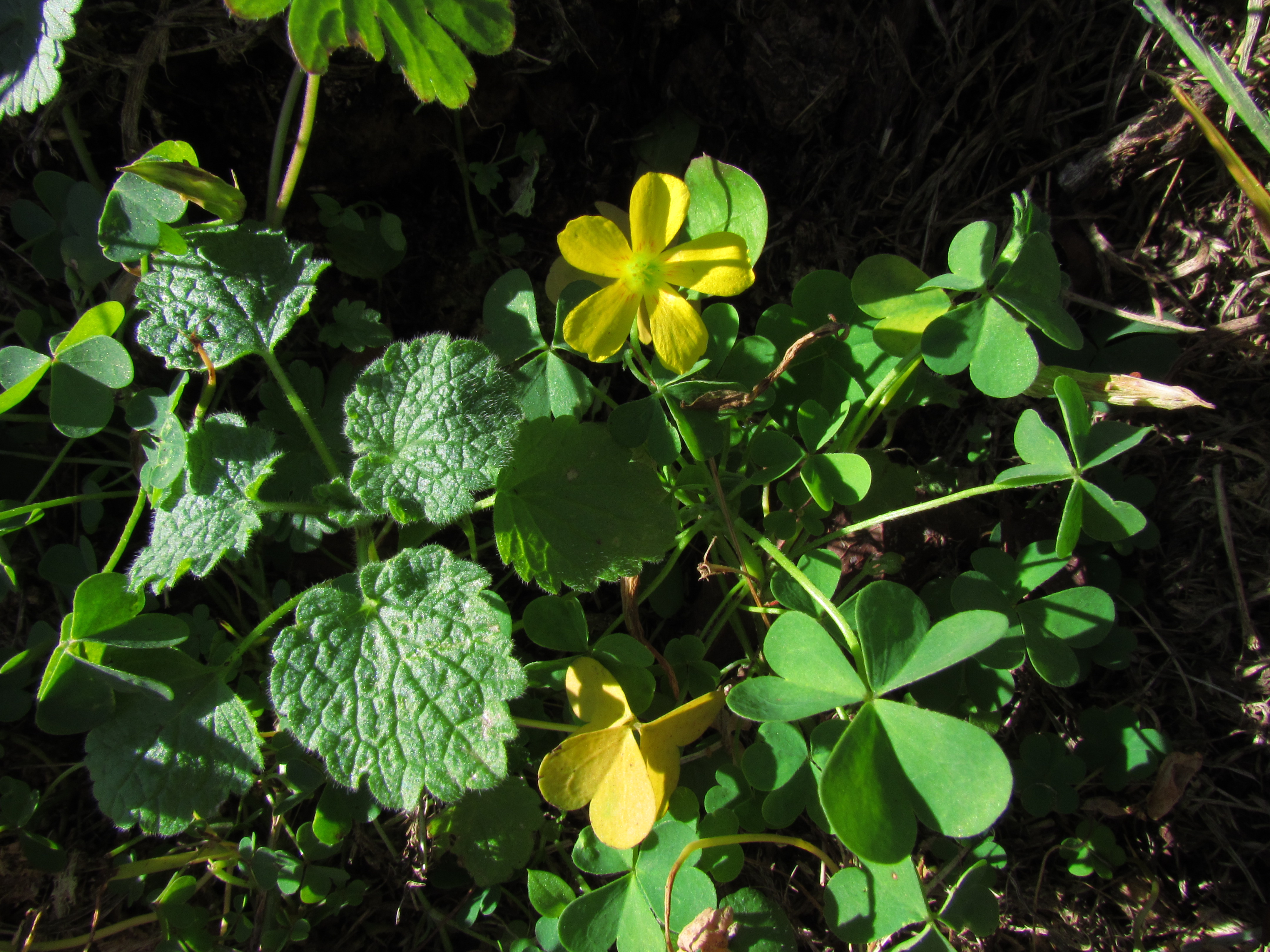 Yellow Wood Sorrel