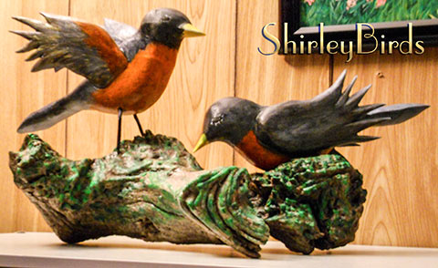 2015-American-Robins-by-ShirleyBirds