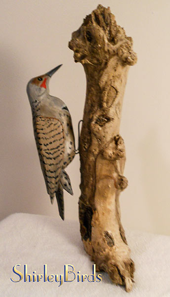 2015-Northern Flicker by ShirleyBirds