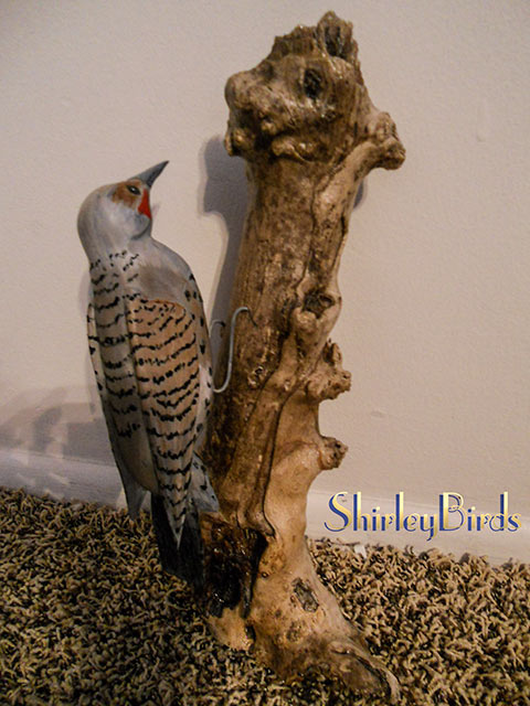 2015-Northern Flicker by ShirleyBirds