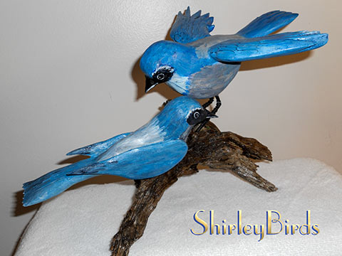 2014  2 Woodhouse Jays by ShirleyBirds