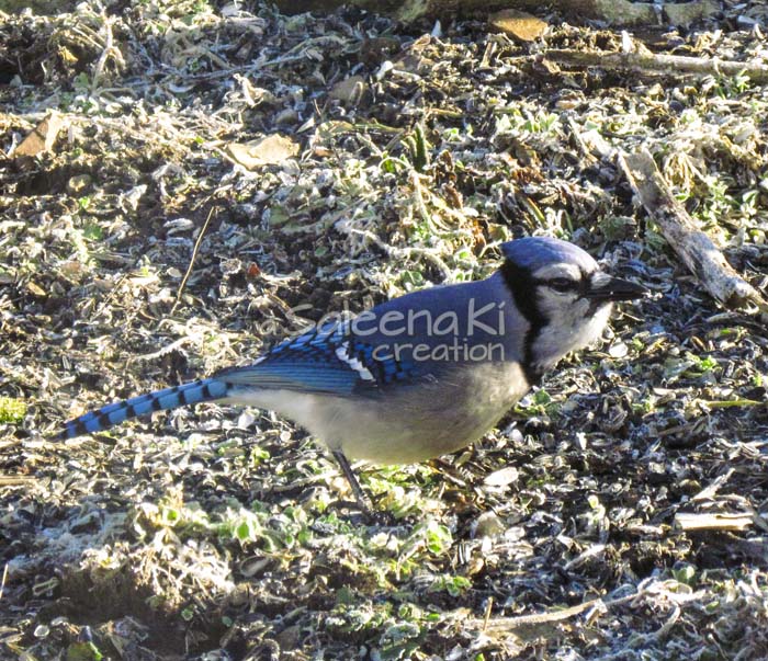 17-Blue Jay on Another Day