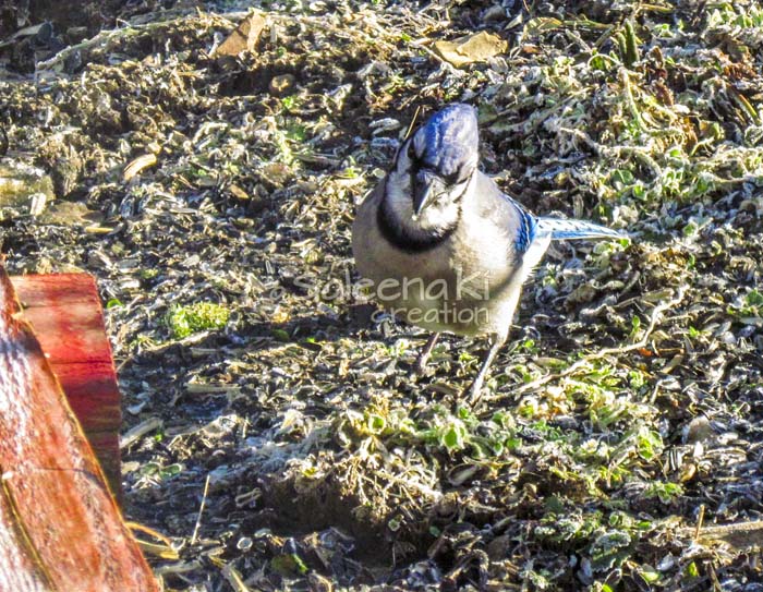 14-Blue Jay on Another Day