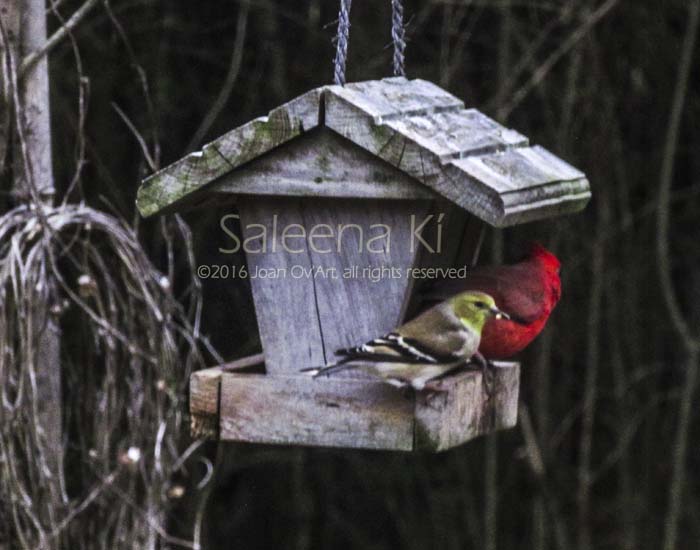 Winter Goldfinch & Cardinal Share a Meal
