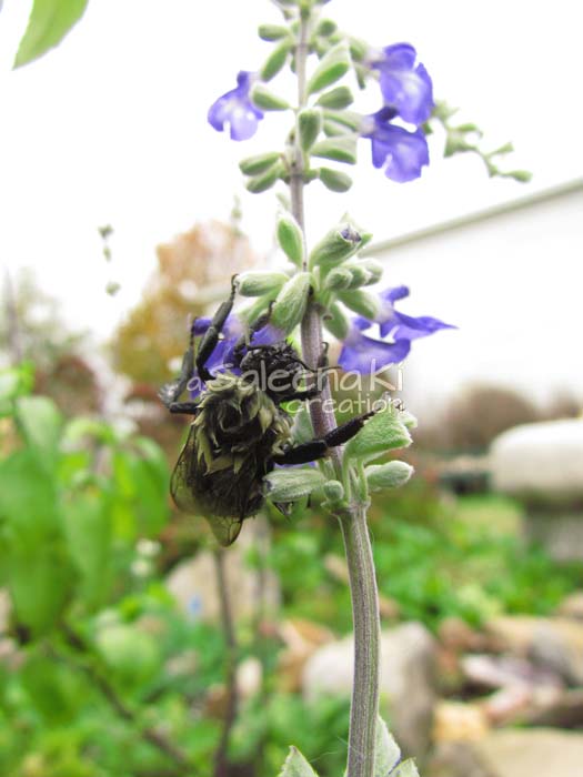 Bumble Bee in Salvia by Saleena Ki