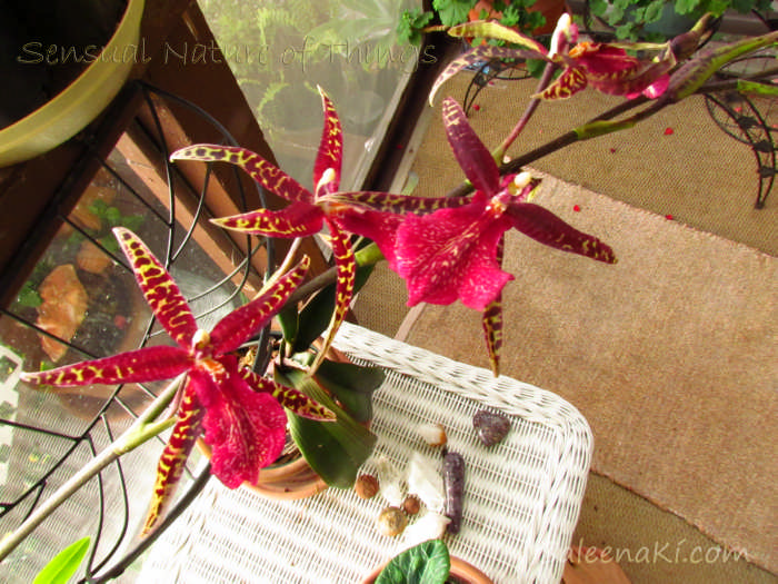 Red Dancers on my Lanai-Sunporch