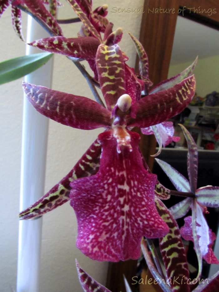 Elegant Lady in Magenta Velvet