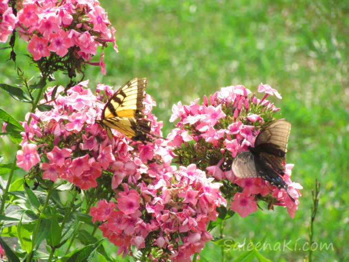 20160731-BFLY-Tiger &-Spicebush & Swallowtails on Pink Phlox-19