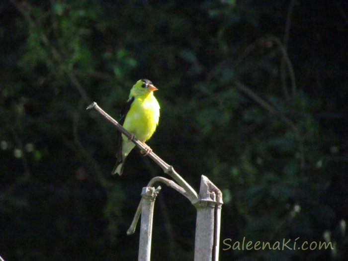 Goldfinch-Visits