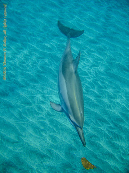 2006-05-26-dolphin-plays-leaf-game-thomas-keller-555