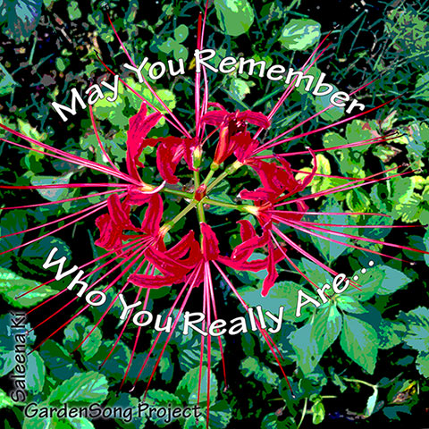 Red Spider Lily Wish