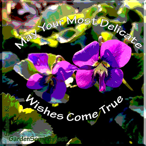 Wild Violets Wish