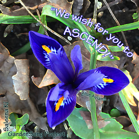 Freedom Flower Wish-Blue Mini Iris-Saleena-Ki